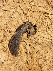 Dumetella carolinensis