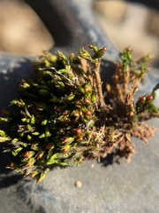 Schistidium apocarpum