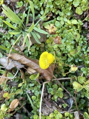 Calceolaria tenella