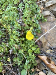 Calceolaria tenella