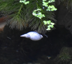 Lymnaea stagnalis
