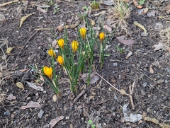 Crocus chrysanthus