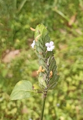 Ruellia blechum