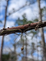 Dendrophylax porrectus