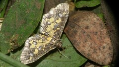Eurrhyparodes bracteolalis