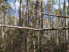 Dendrophylax porrectus