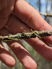 Dendrophylax porrectus