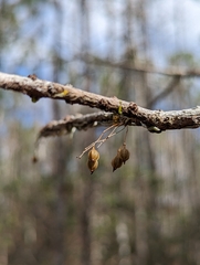 Dendrophylax porrectus