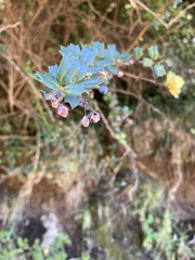 Berberis darwinii