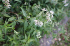Eupatorium tashiroi