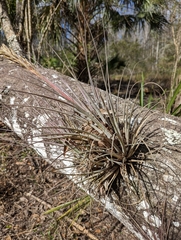 Tillandsia × floridana