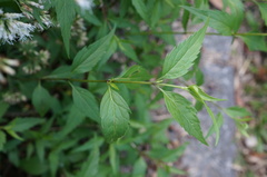Eupatorium tashiroi