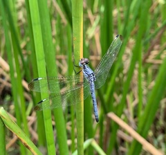 Hemistigma albipunctum
