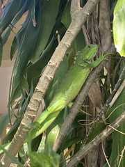 Iguana