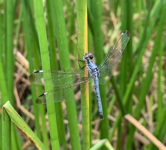 Hemistigma albipunctum