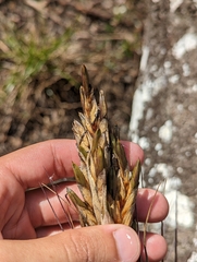 Tillandsia × floridana