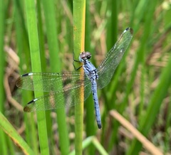 Hemistigma albipunctum
