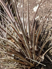 Tillandsia × floridana