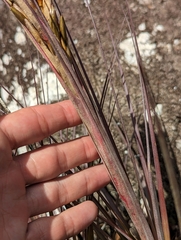 Tillandsia × floridana