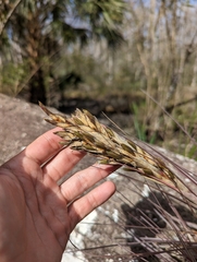 Tillandsia × floridana