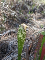 Sarracenia minor