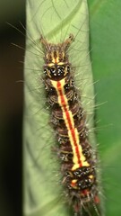 Orvasca subnotata