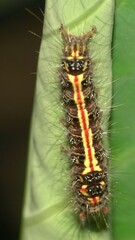 Orvasca subnotata