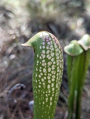Sarracenia minor