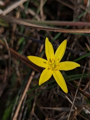 Hypoxis juncea
