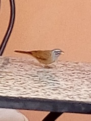 Emberiza sahari