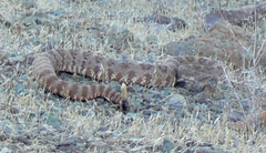 Crotalus pyrrhus