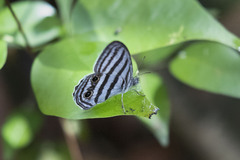 Caeruleuptychia brixius
