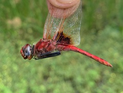 Urothemis assignata