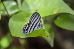 Caeruleuptychia brixius
