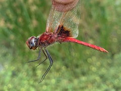 Urothemis assignata