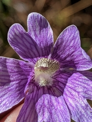 Pinguicula caerulea