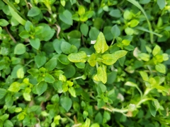 Peronospora alsinearum