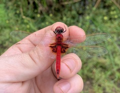 Urothemis assignata