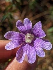 Pinguicula caerulea