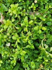 Peronospora alsinearum