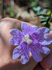 Pinguicula caerulea