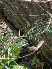 Orthosia scoparia