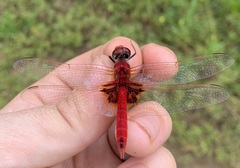 Urothemis assignata