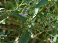 Dicliptera paniculata