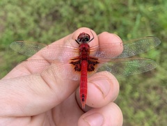 Urothemis assignata