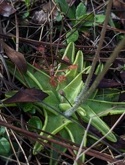 Pinguicula caerulea