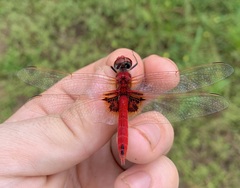 Urothemis assignata