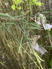 Orthosia scoparia