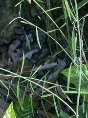 Orthosia scoparia