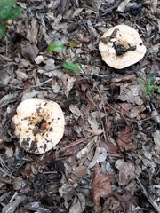Lactarius yazooensis